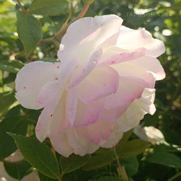 превью изображения отзыва