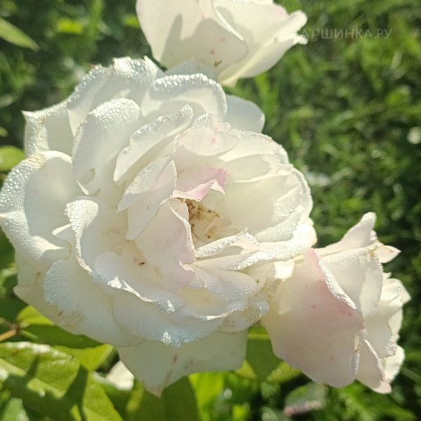 превью изображения отзыва