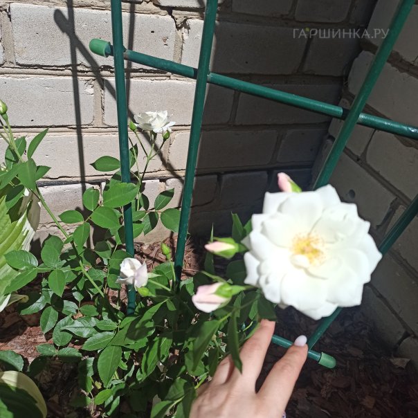 превью изображения отзыва