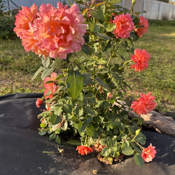 превью изображения отзыва