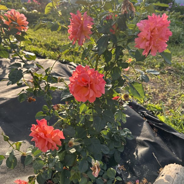 превью изображения отзыва