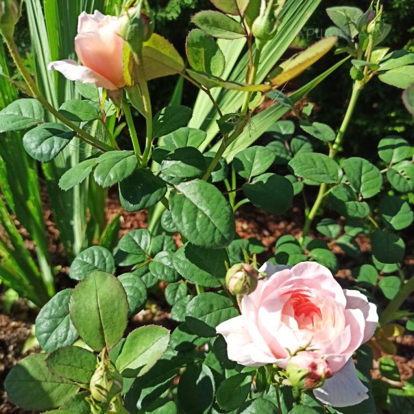 превью изображения отзыва