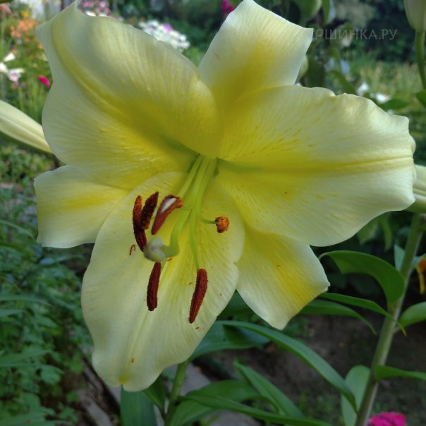 превью изображения отзыва