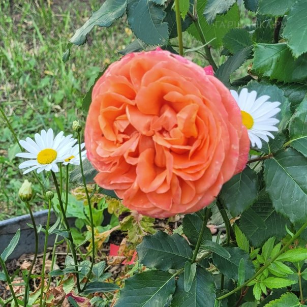 превью изображения отзыва