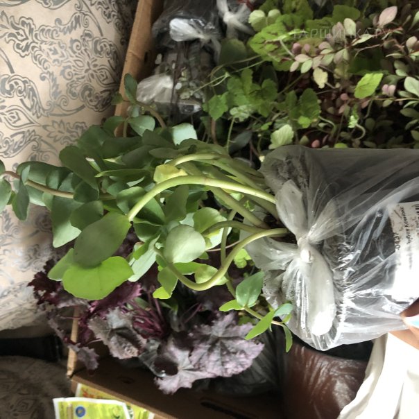 превью изображения отзыва