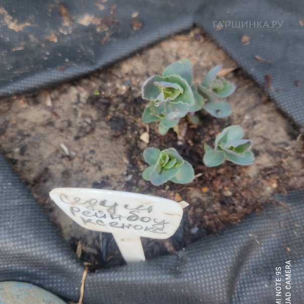 превью изображения отзыва