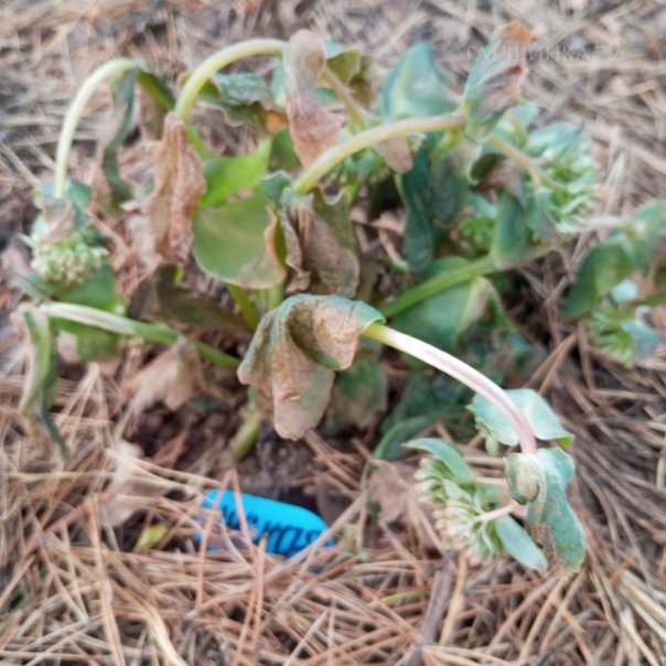 превью изображения отзыва