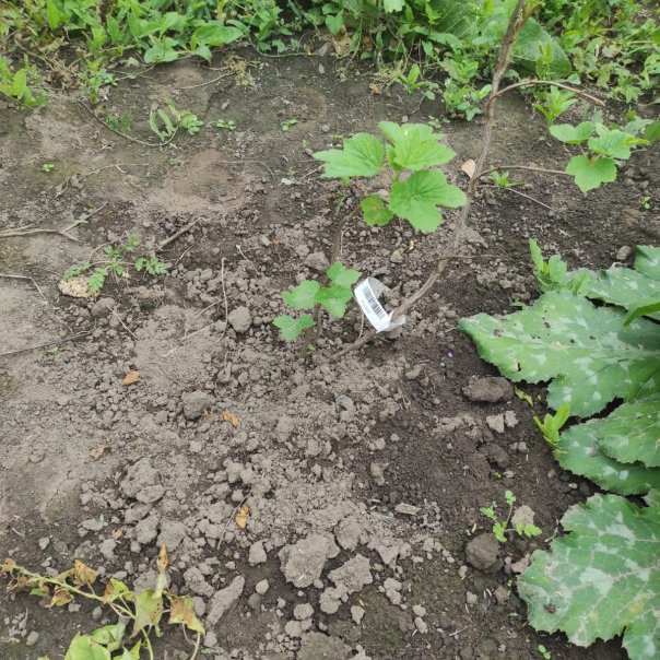 превью изображения отзыва