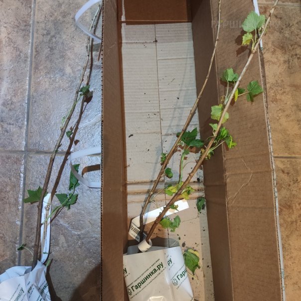 превью изображения отзыва