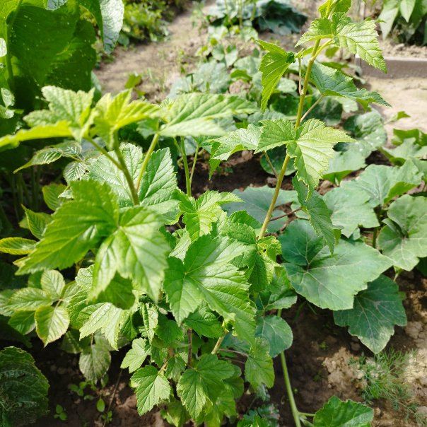 превью изображения отзыва