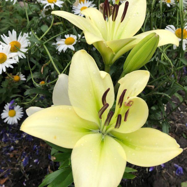 превью изображения отзыва