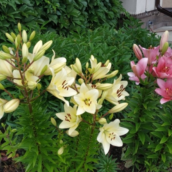 превью изображения отзыва