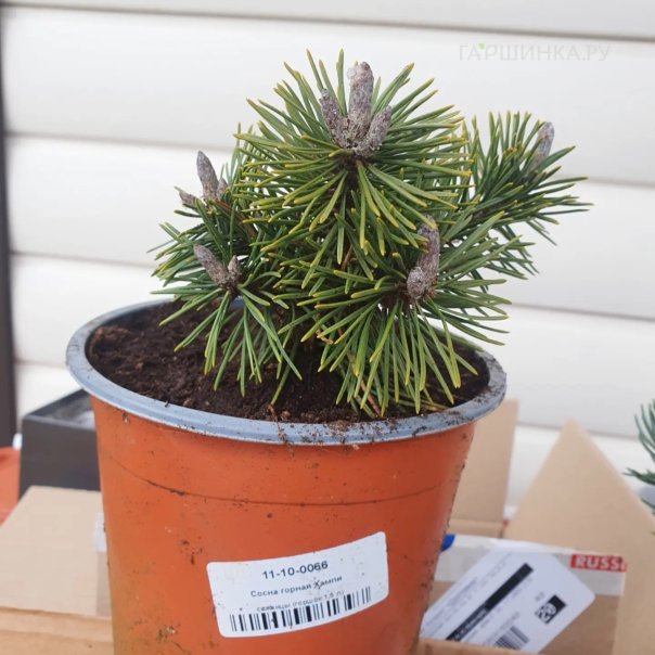 превью изображения отзыва