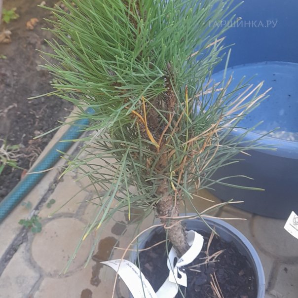 превью изображения отзыва