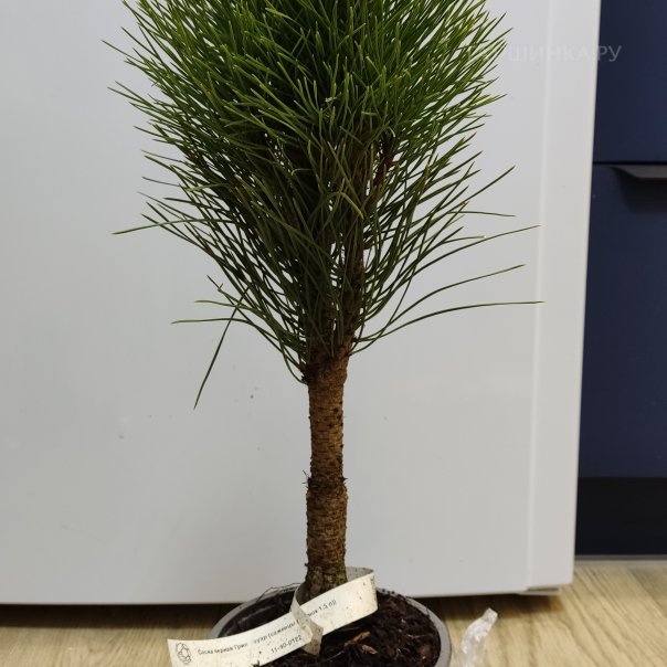 превью изображения отзыва