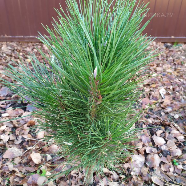 превью изображения отзыва