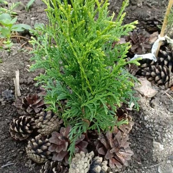 превью изображения отзыва