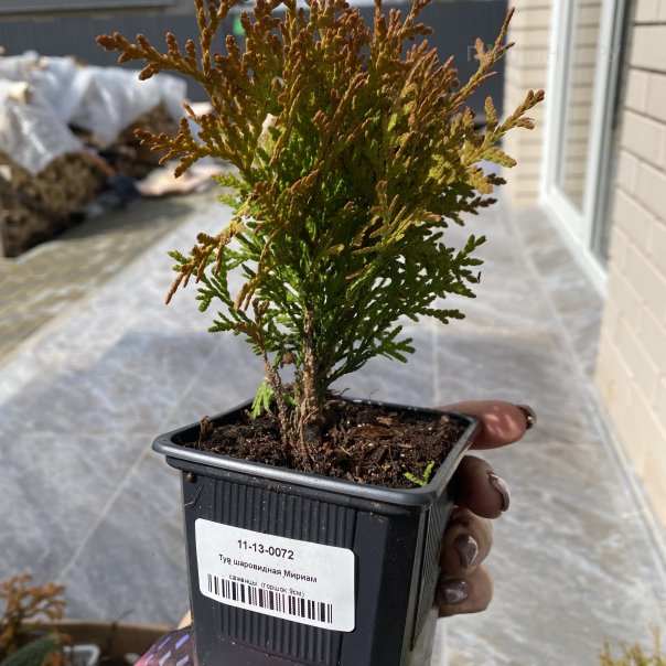 превью изображения отзыва