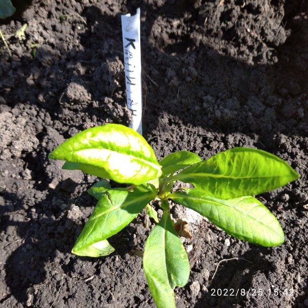 превью изображения отзыва