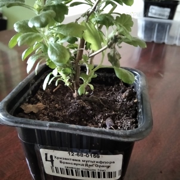 превью изображения отзыва