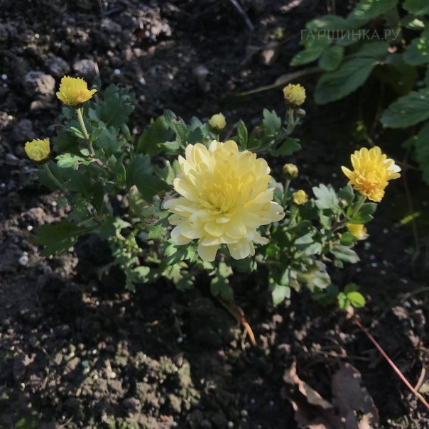 превью изображения отзыва