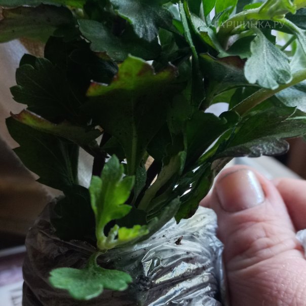 превью изображения отзыва