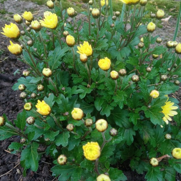 превью изображения отзыва