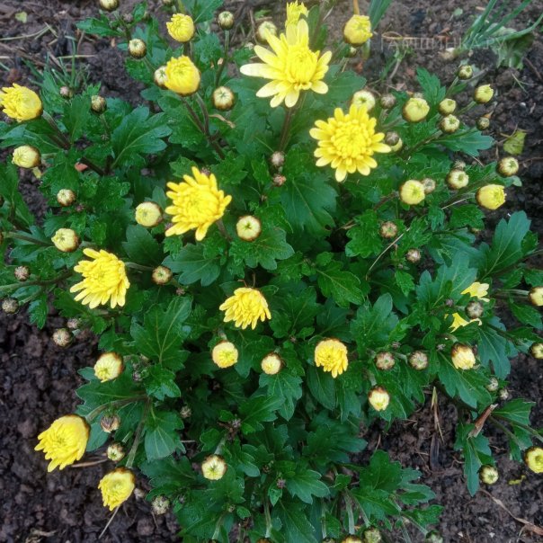 превью изображения отзыва