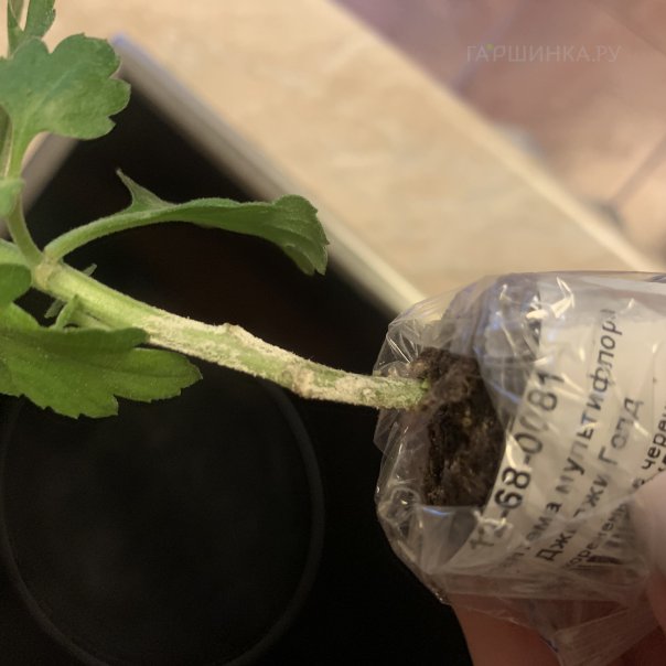 превью изображения отзыва