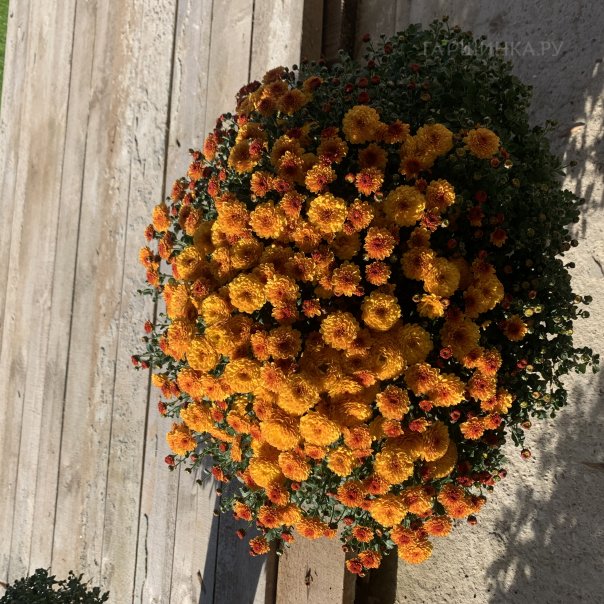 превью изображения отзыва