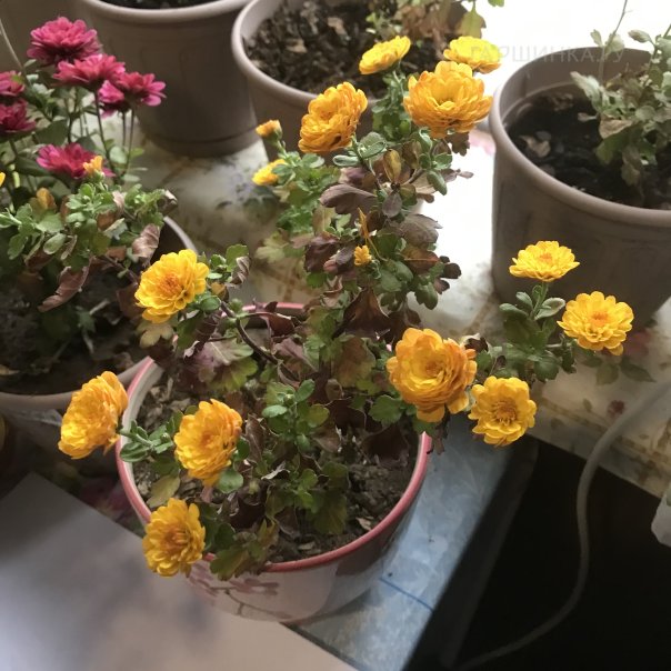 превью изображения отзыва