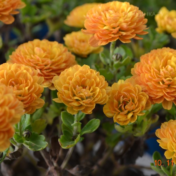 превью изображения отзыва