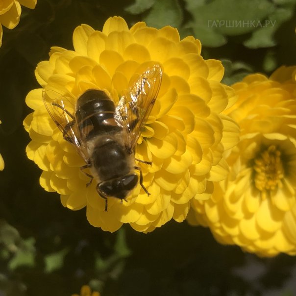 превью изображения отзыва