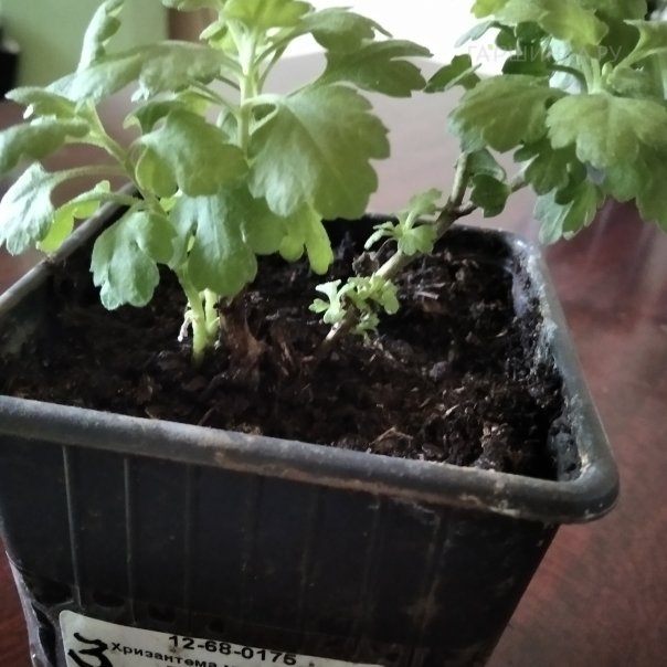 превью изображения отзыва