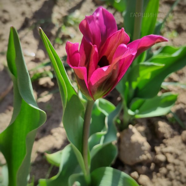 превью изображения отзыва