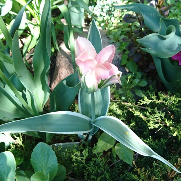 превью изображения отзыва