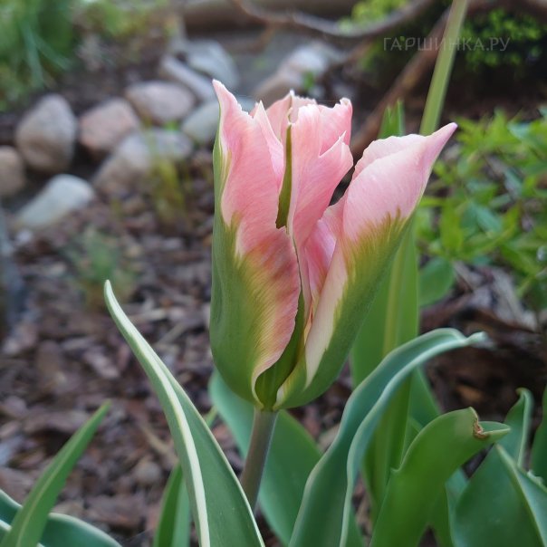 превью изображения отзыва