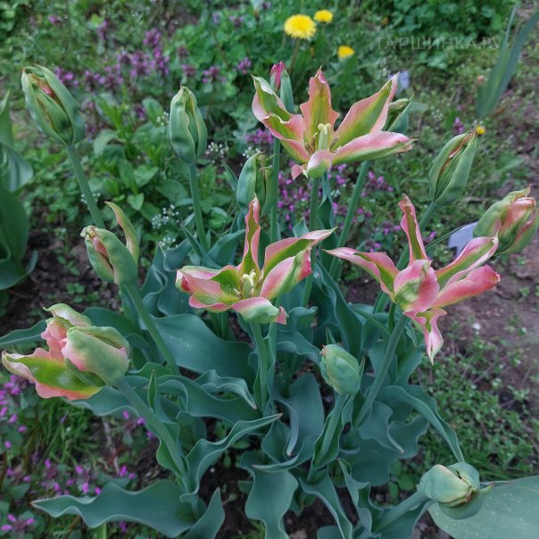 превью изображения отзыва