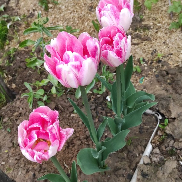 превью изображения отзыва