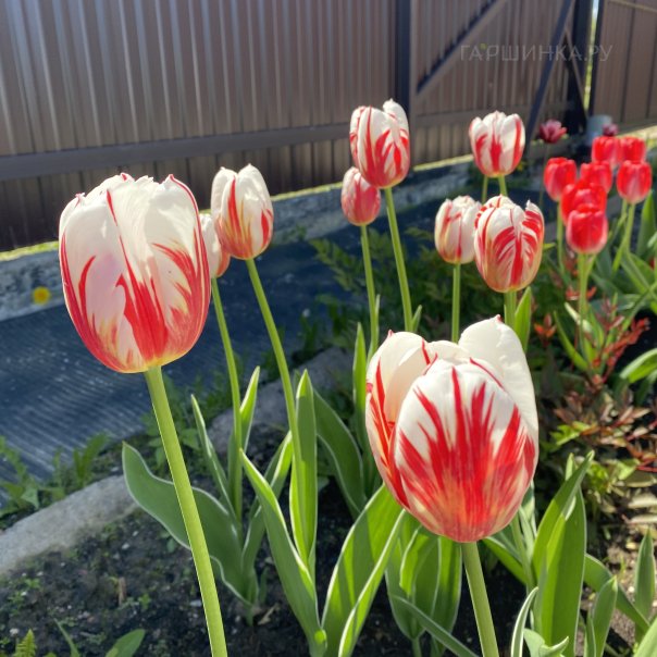 превью изображения отзыва