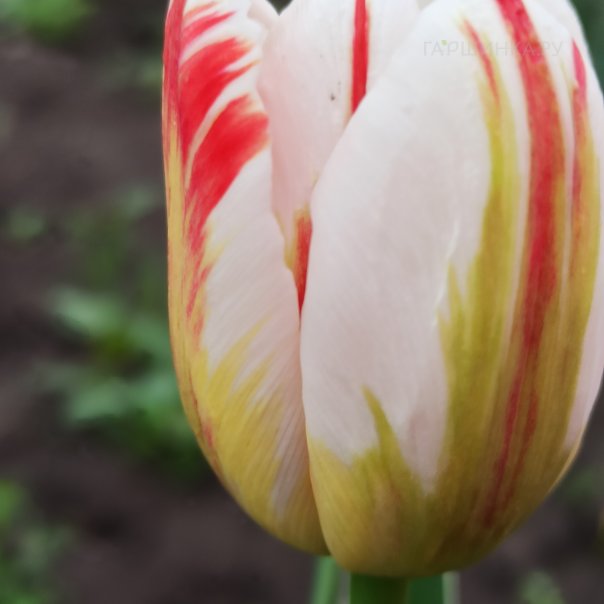 превью изображения отзыва