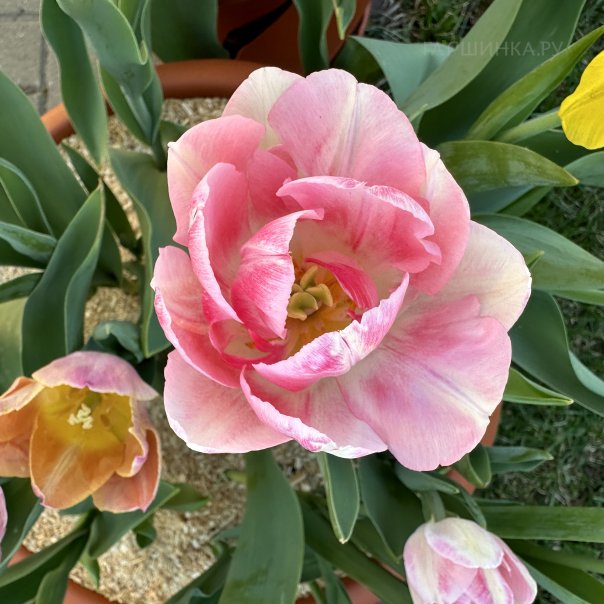 превью изображения отзыва