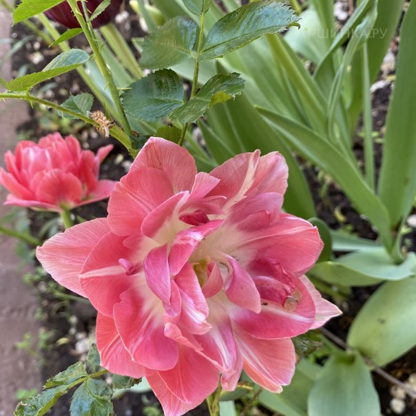 превью изображения отзыва