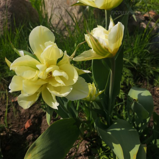 превью изображения отзыва