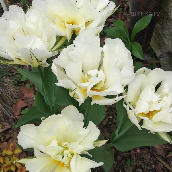 превью изображения отзыва