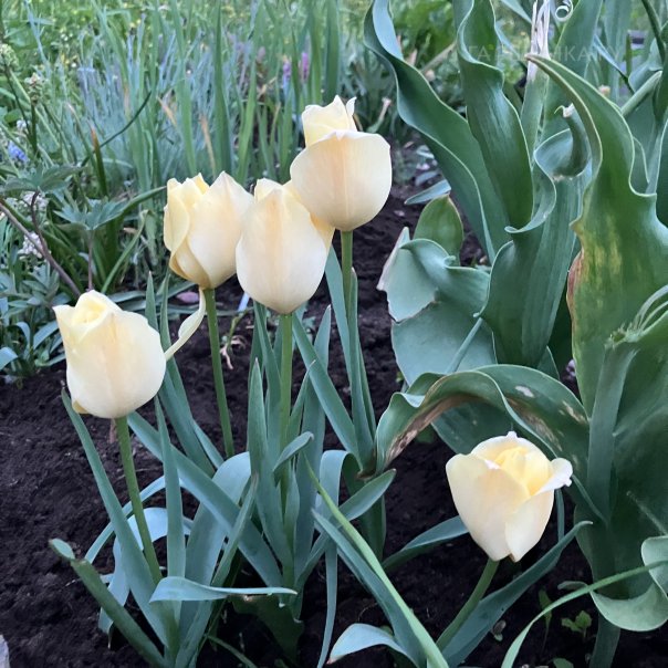 превью изображения отзыва