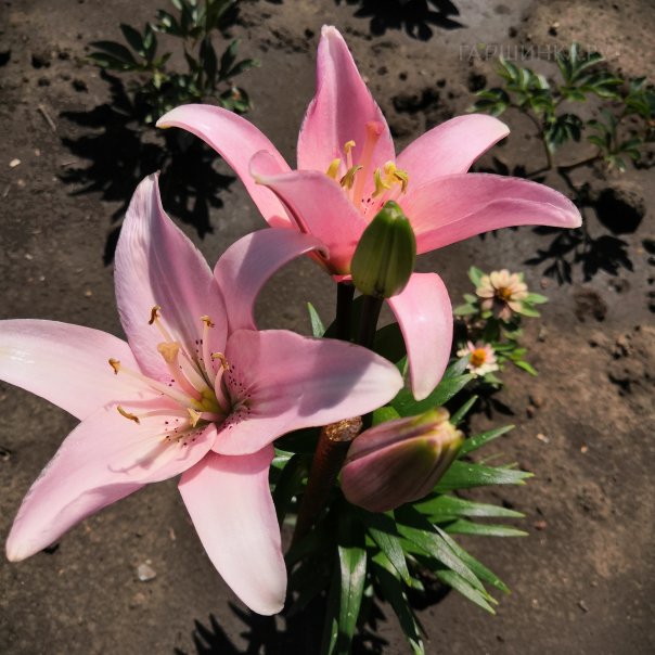 превью изображения отзыва