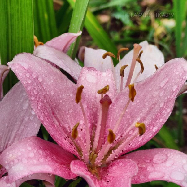 превью изображения отзыва