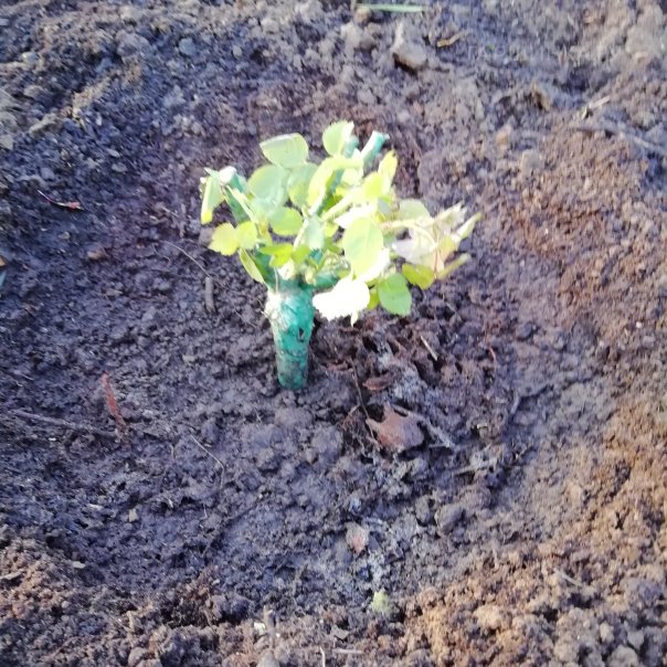 превью изображения отзыва