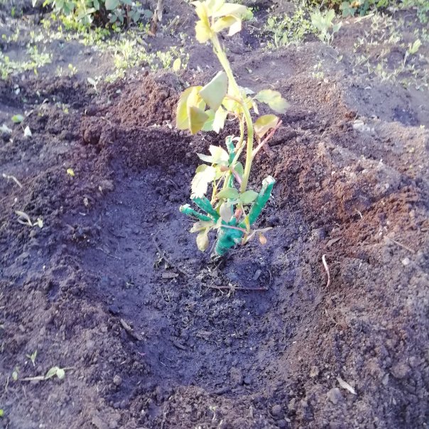 превью изображения отзыва